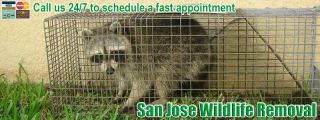 animal protection organization santa clara San Jose Wildlife Pest Control