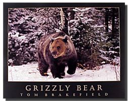 Grizzly Bear in Snow Animal Wall Decor Art Print Poster (16x20)