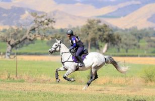 horse trainer santa clara Tayside Sport Horses LLC