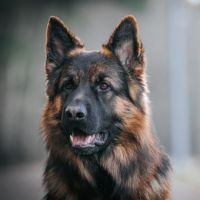 atlanta dog training
