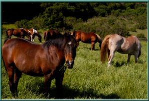 horse riding field santa clara Webb Ranch Horses