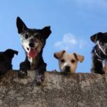 dog breeder santa rosa Olivet Kennel & Dog Training