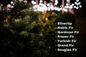 christmas tree farm santa rosa Kringle's Korner Christmas Trees
