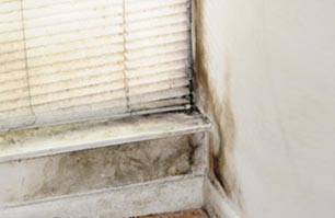 Mold Remediation