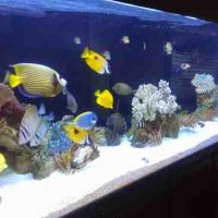 aquarium shop simi valley Tim's Aquarium and Pond Service