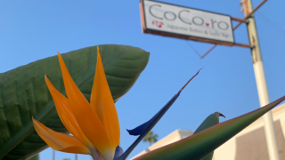 restaurants stockton Cocoro Bistro Sushi Bar