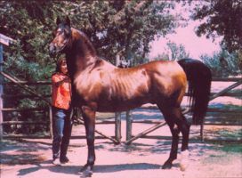The Fabulous Fadjur with Kathleen Tone Hammer at Jack Tone Ranch. Shown in 1968 at age 16, after returning from his U.S. Reserve National Champion Stallion win.