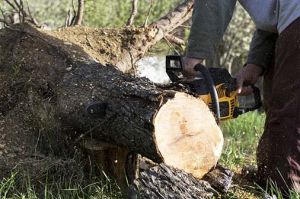 lawn sprinkler system contractor sunnyvale LM Tree Service -Tree Removal, Quality & Affordable & Professional Tree Services