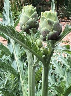 Artichokes Rosalie Shepherd