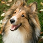 dog walker sunnyvale Best Friend Back-Up Pet Care
