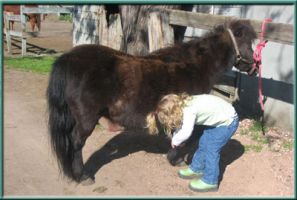 ranch sunnyvale Webb Ranch Horses