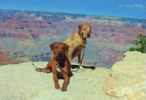 Miles & Runner at the Grand Canyon