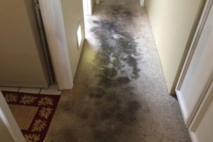 carpet cleaning service thousand oaks Approved carpet cleaning