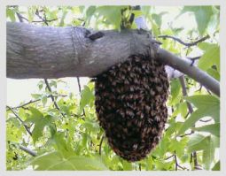 honey farm thousand oaks Simi Bee Removal Specialist
