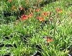 Red Tiger Lillies Can Be Found at Nature's Best Nursery too!