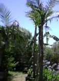 Get Your Palm Trees at Nature's Best Nursery
