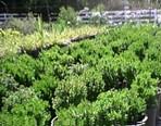 Boxwood Plants Are Available at Nature's Best Nursery
