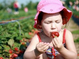 pick your own farm produce torrance Thacker Berry Farms