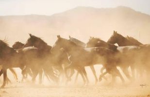 horse breeder torrance Rancho Armendariz