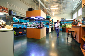 goldfish store torrance Age of Aquariums
