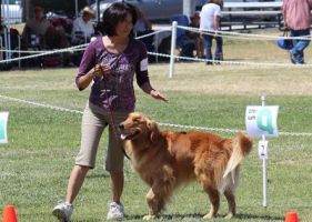 Rally AKC Competition