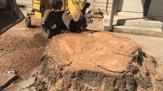 tree service vallejo Ross & Son's stump removal