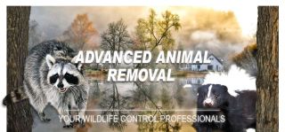 animal control service vallejo Advanced Animal Removal