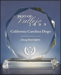 dog breeder vallejo California Carolina Dogs