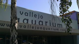 fish store vallejo Vallejo Aquarium