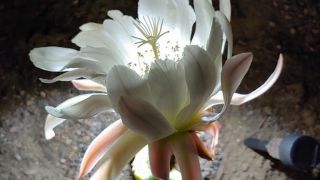 plant nursery ventura Cactus Chuck