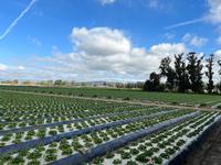 college of agriculture ventura Hansen Agricultural Center, Faulkner Farm