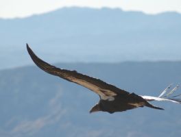 wildlife refuge ventura Hopper Mountain National Wildlife Refuge