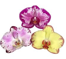 orchid farm victorville Gubler Orchids