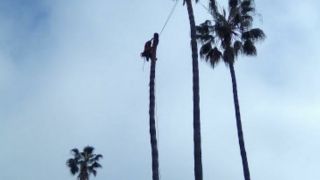 tree service victorville Timberline Tree Works