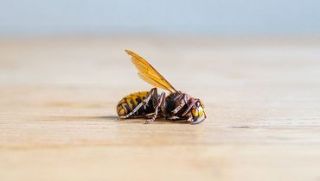 Bee Termination
