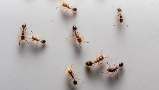 Ant Termination Services