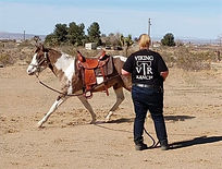 horse breeder victorville Viking Ranch