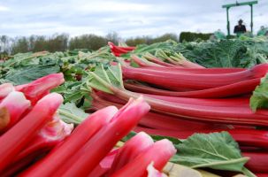 Fresh Rhubarb from the field to the consumer. Grown at Living Rain Farm in Mt. Vernon, Washington.